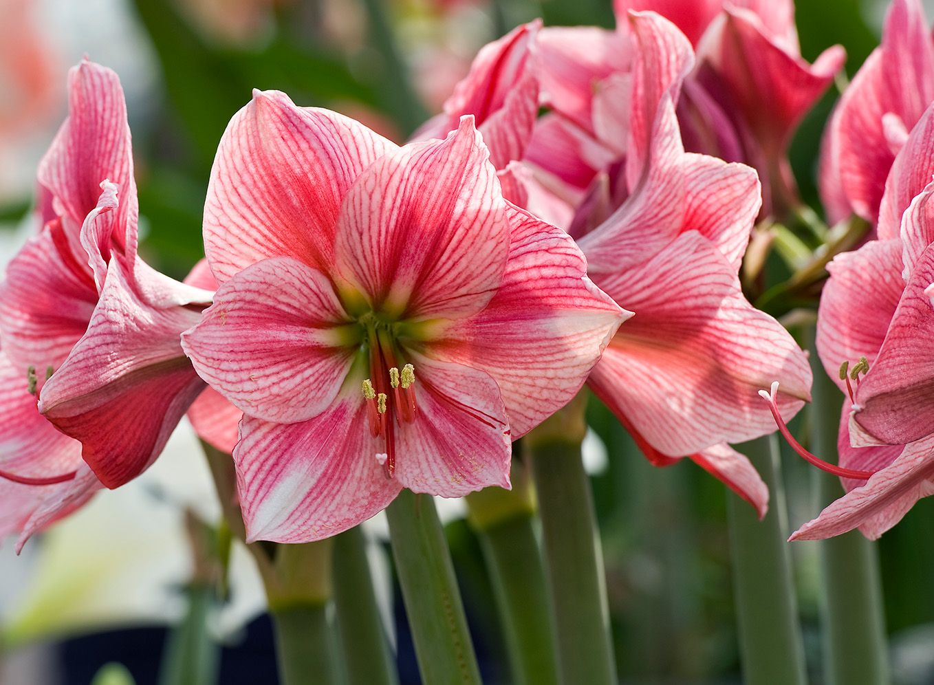 Een Amaryllis overhouden, hoe doe je dat?